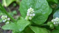 Binahong Obat Apa dan Pantangan Meminumnya, Herbal Ajaib Penyembuh Segala Penyakit?