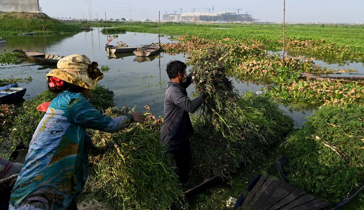 <p>Para petani memanen mimosa air dari perahu di sebuah perkebunan di Phnom Penh, Kamboja, 28 April 2022. Mimosa air adalah hidangan sayuran yang populer di Kamboja. (TANG CHHIN Sothy/AFP)</p>