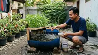 Cara Ternak Lele di Ember Budikdamber untuk Pemula, dari Nol hingga Panen