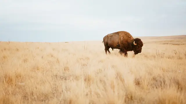 Ilustrasi bermimpi, bison