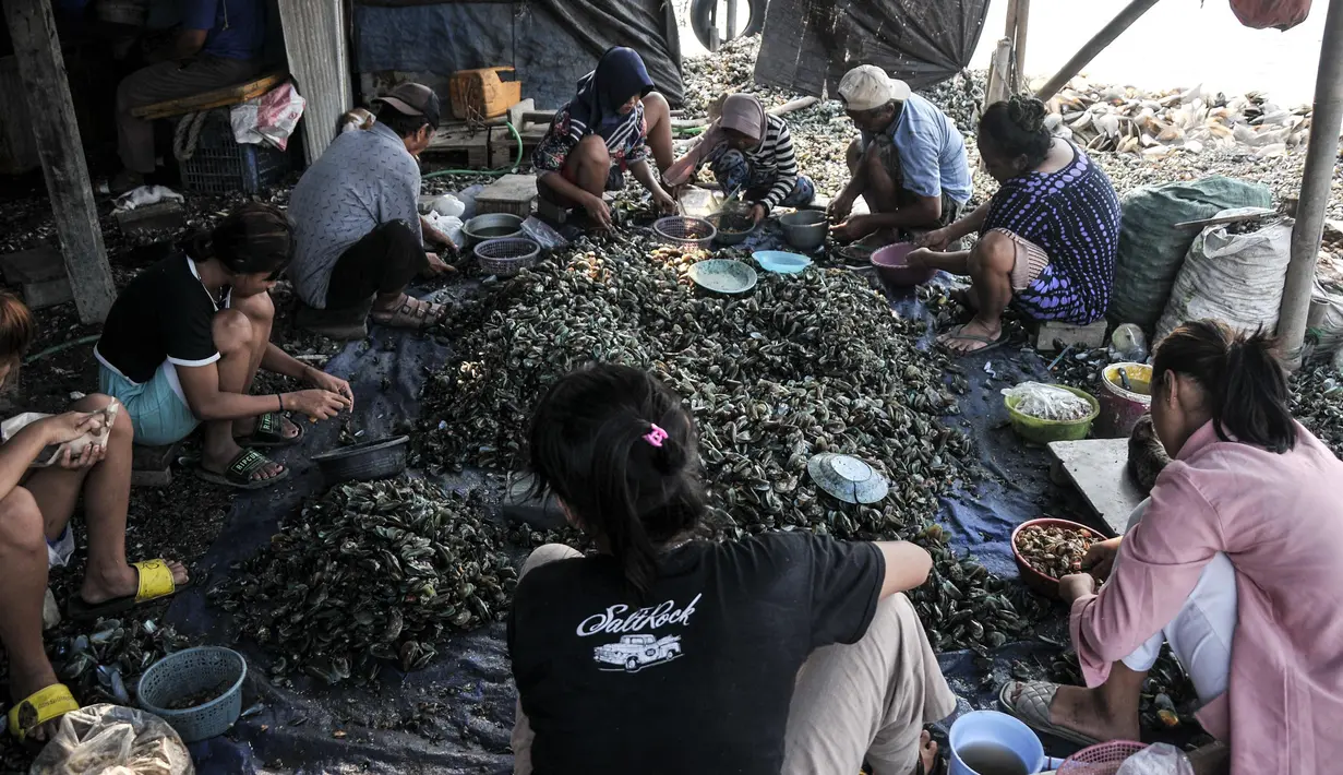 Pekerja mengupas kerang di Perkampungan Nelayan Kalibaru, Cilincing, Jakarta Utara, Rabu (29/6/2022). Peringatan Hari Nelayan Internasional yang jatuh pada 29 Juni dibuat untuk menghargai dan mengintegrasikan upaya para nelayan dan ikan yang mereka tangkap merupakan sumber nutrisi utama bagi penduduk dunia. (merdeka.com/Iqbal S. Nugroho)