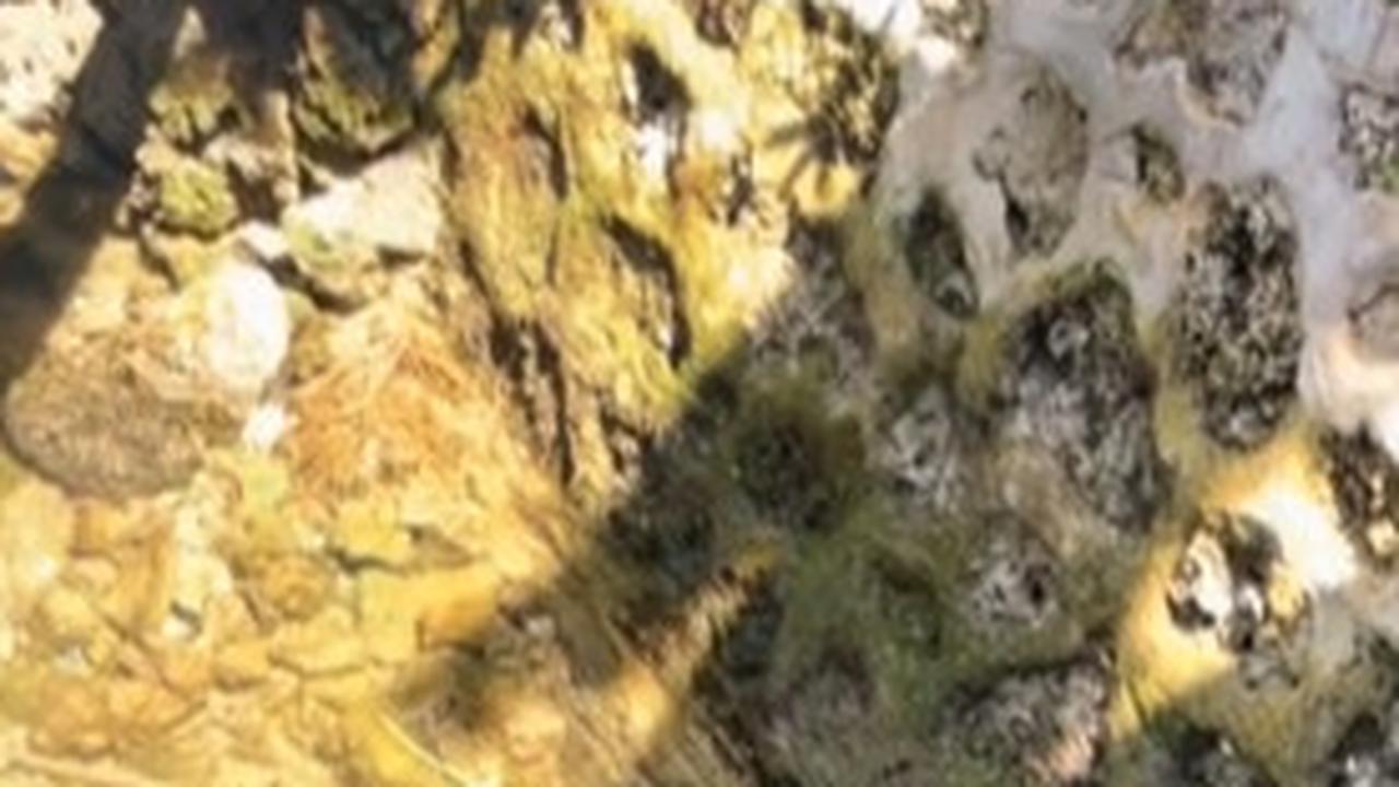 Viral Penampakan Penyu di Selokan, Air Bersih Bikin Salfok Warganet