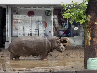 Seekor Kuda Nil tampak berkeliaran di tengah kota di Tbilisi, Georgia, Minggu (14/6/2015). Banjir yang melanda daerah tersebut menyebabkan sejumlah hewan lepas dari kebun binatang. (REUTERS/Beso Gulashvili)