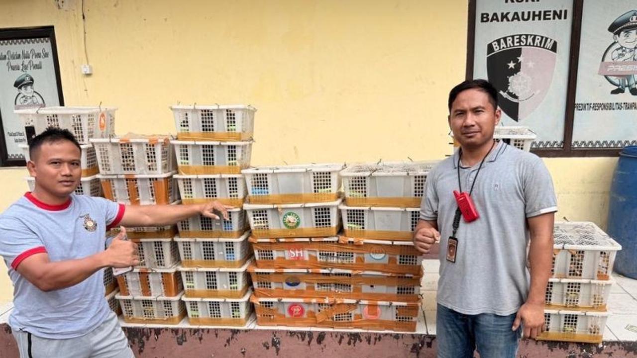 Fakta Mengejutkan! 1.300 Burung Selundupan Asal Sumatera Digagalkan Polisi di Lampung
