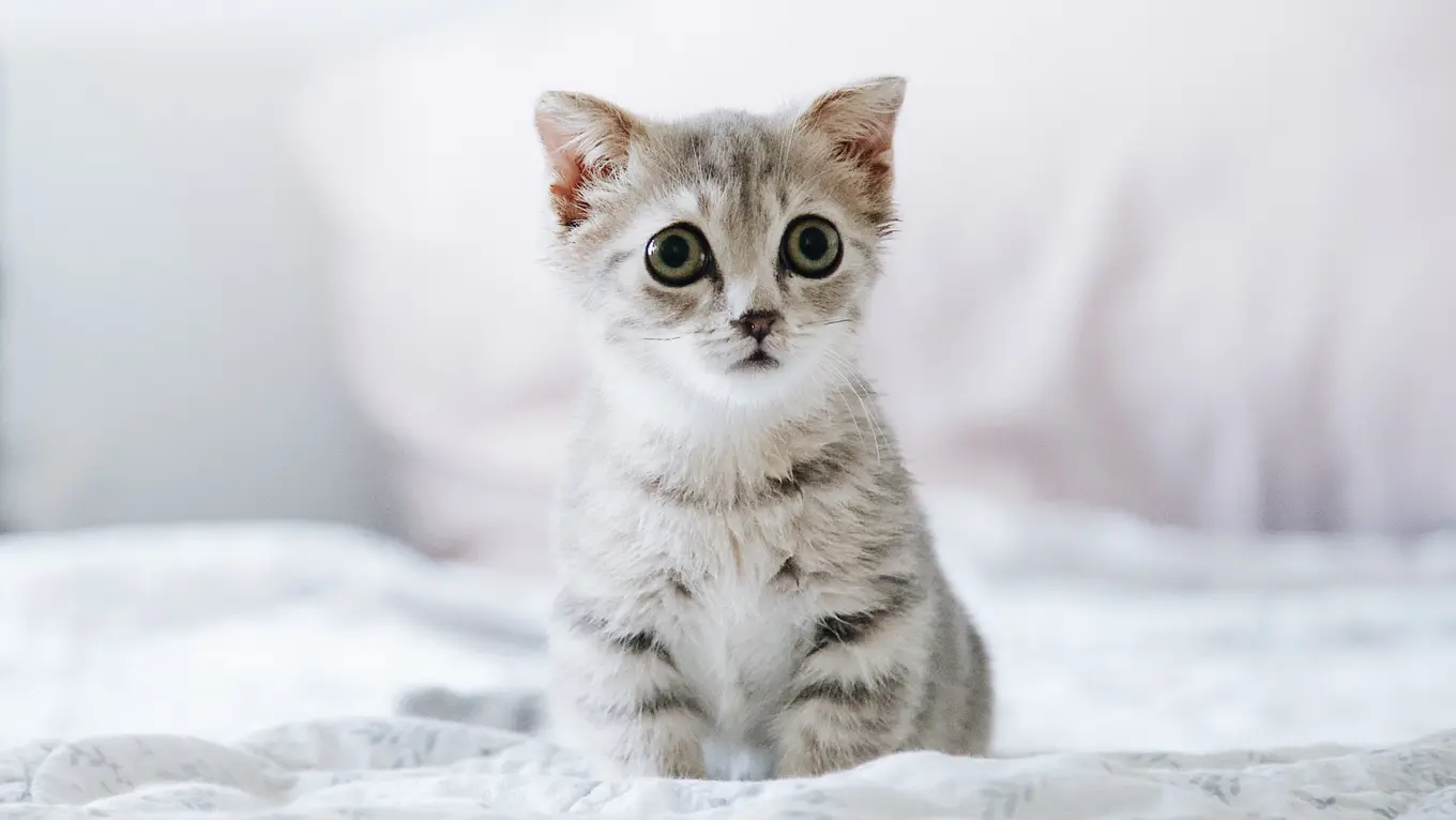 9 Jenis Mainan Kucing yang Cocok untuk Peliharaanmu
