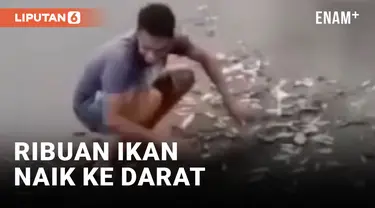 Ribuan Ikan Naik Daratan Pantai di Sikka NTT, Jadi Rebutan Warga