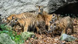 Lima anak harimau Siberia spesies langka Kelas 1 yang dilindungi Areum, Daun, Oori, Nara, dan Gangsan terlihat di kebun binatang taman hiburan Everland, Yongin, Provinsi Gyeonggi-do, Korea Selatan, 30 September 2021. Arti nama kelimanya 'Pemandangan indah negara kita'. (ANTHONY WALLACE/AFP)