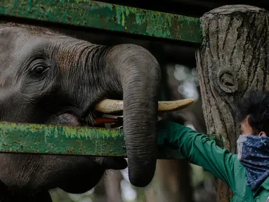 Petugas memberi makan gajah di Taman Margasatwa Ragunan, Jakarta Selatan, Senin (20/4/2020). Pihak pengelola Taman Margasatwa Ragunan tetap melakukan perawatan terhadap seluruh satwa selama pandemi virus corona COVID-19. (Liputan6.com/Faizal Fanani)
