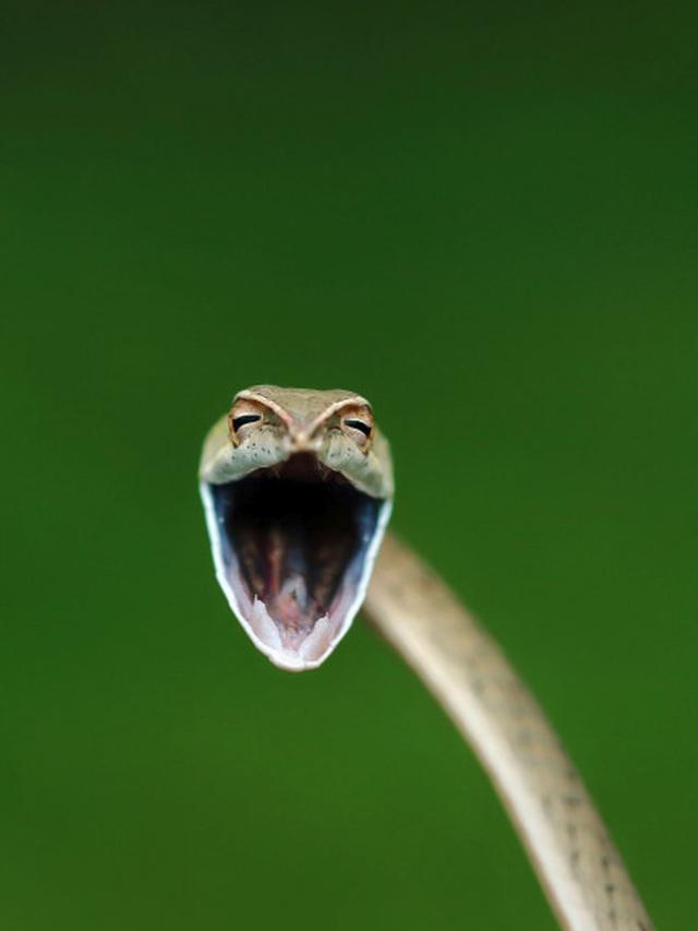 6 Kelakuan Lucu Hewan Ini Bak Tirukan Manusia, Ada yang Lagi Gibah