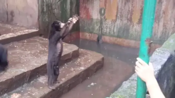 [Bintang] Miris! Kelaparan, Beruang Madu di Bandung Makan Kotoran Sendiri
