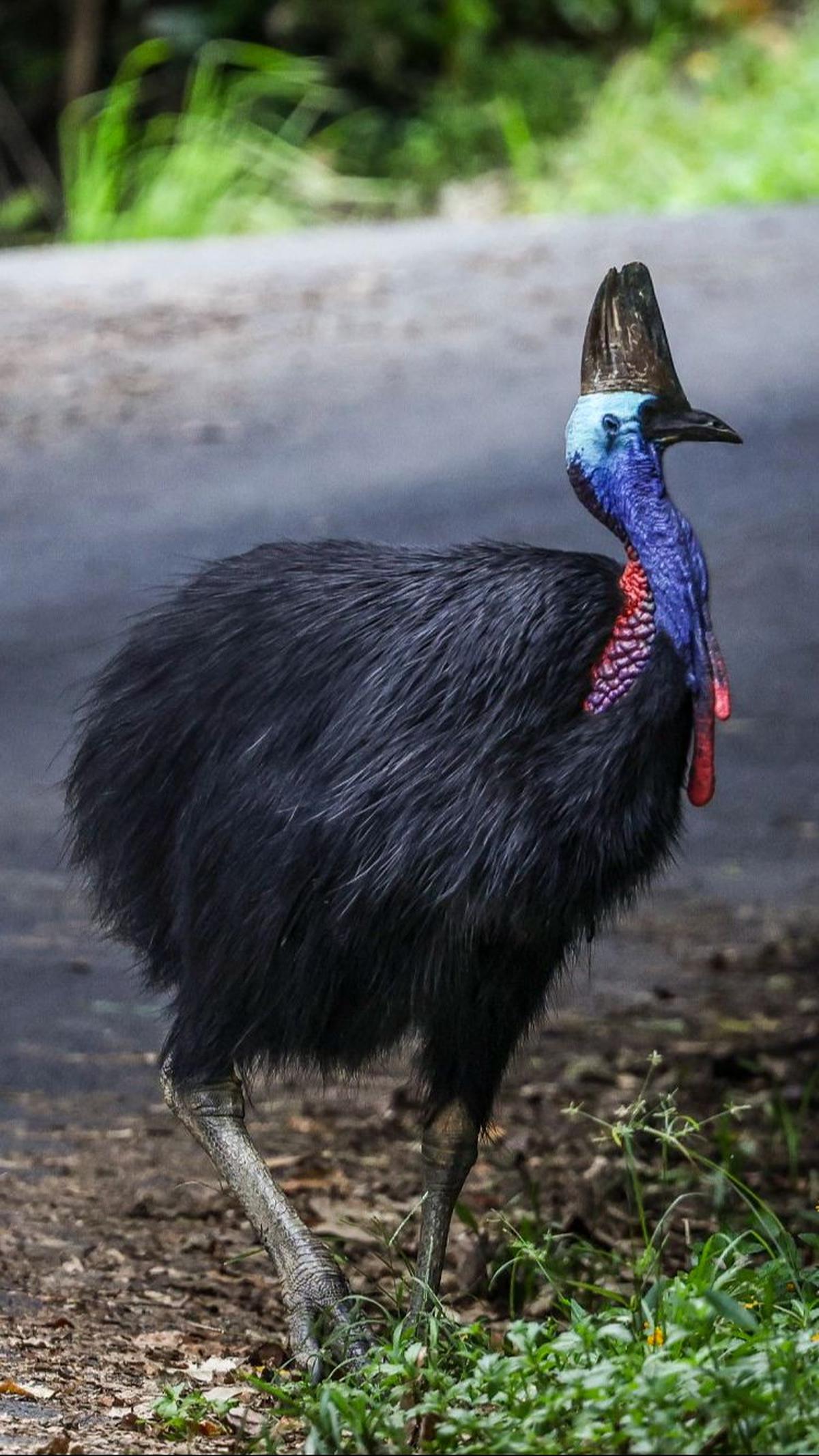 Kemudian, burung ini punya mahkota mirip tanduk yang menonjol di atas kepalanya.&nbsp;Foto: David Gray/AFP
