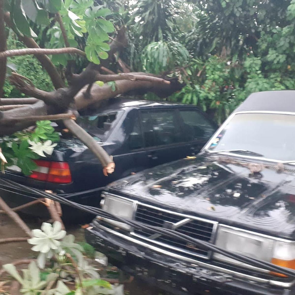 Pohon timpa mobil di  Depok