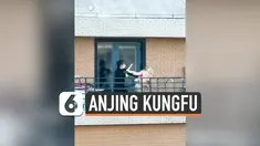 THUMBNAIL ANJING