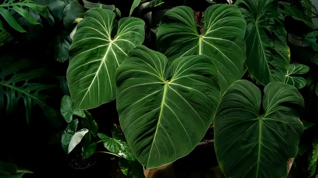 Philodendron
