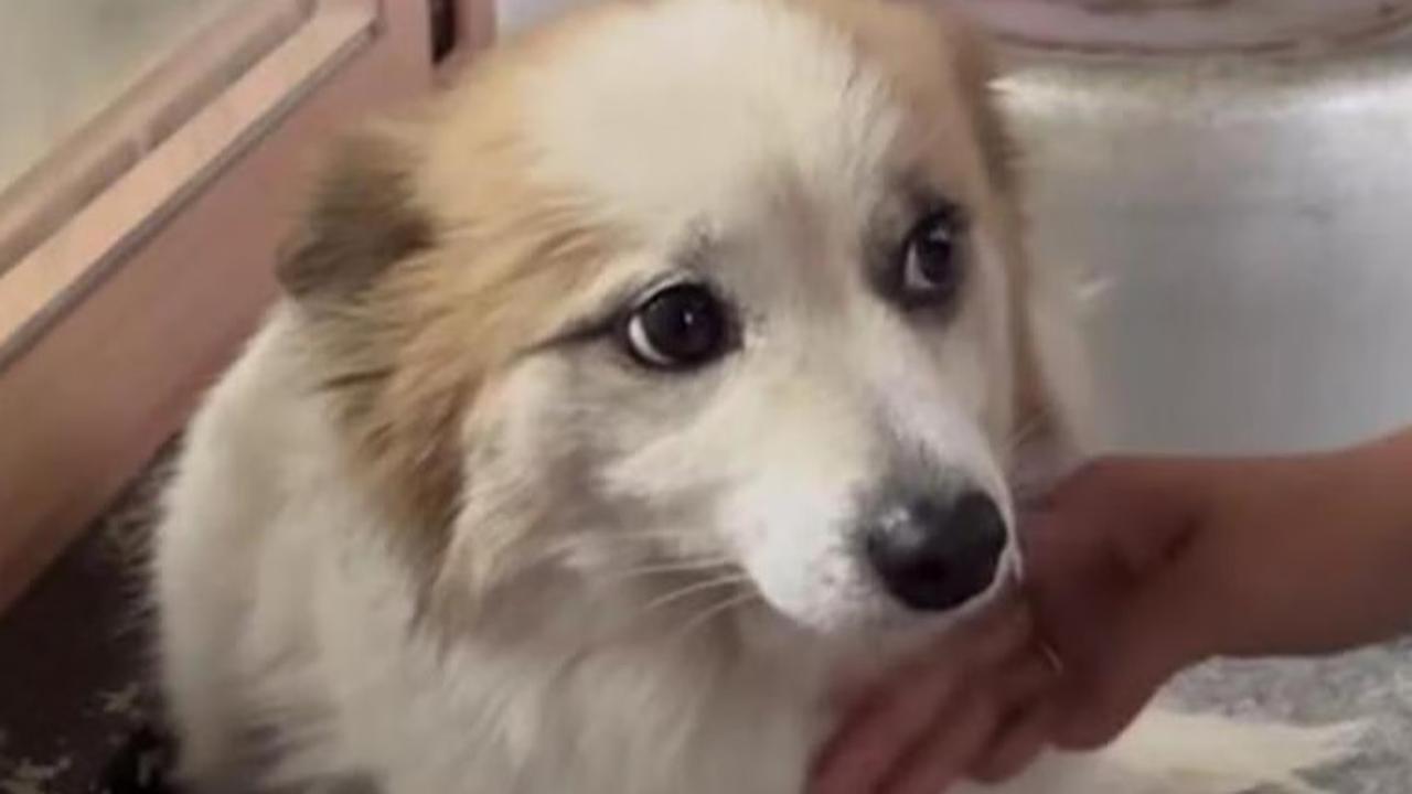 Mirip Kisah Hachiko, Anjing Ini Setia Menanti Pemiliknya yang Tewas dalam Kecelakaan Pesawat Jeju Air