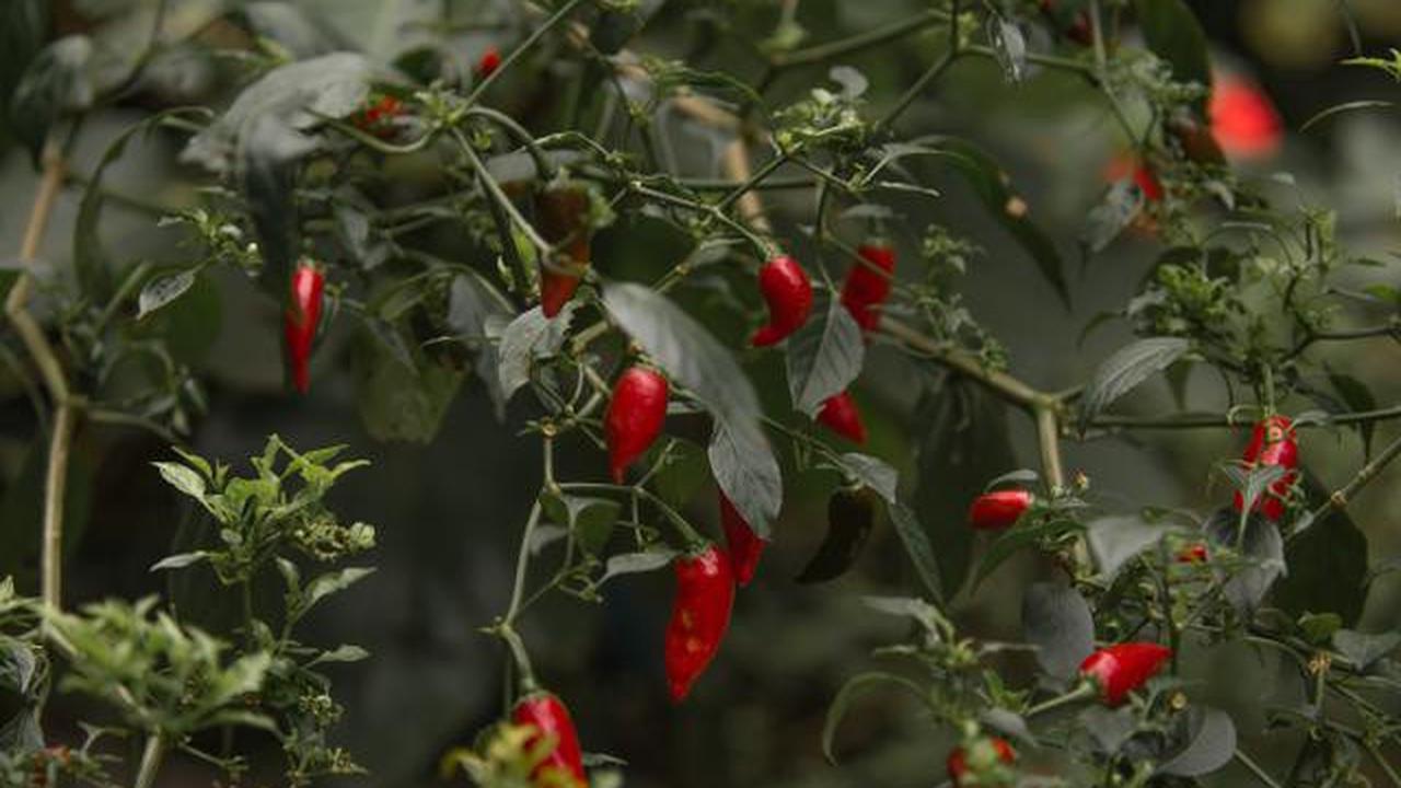 7 Penyebab Cabai Subur tapi Buah Sedikit, Ini Cara Memperbaikinya