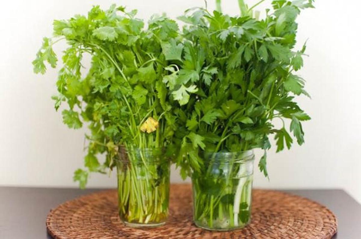 5 Cara Menyimpan Sayur agar Segar Hingga Seminggu, Anti Layu dan Hemat Uang