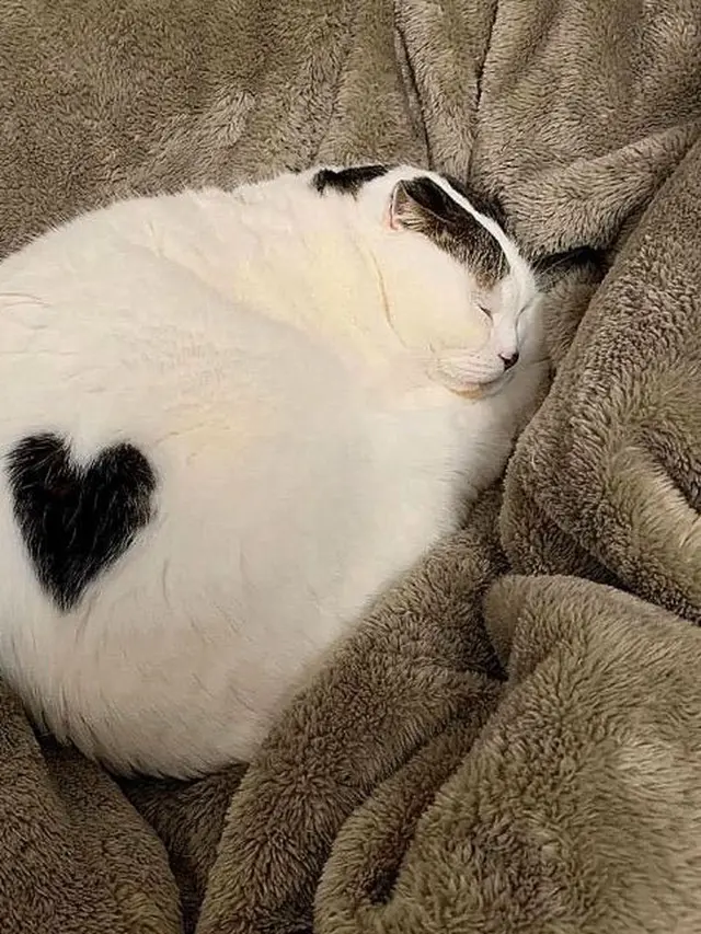 6 Motif Bulu Kucing Bentuk Hati Ini Unik Banget, Bikin Gemas