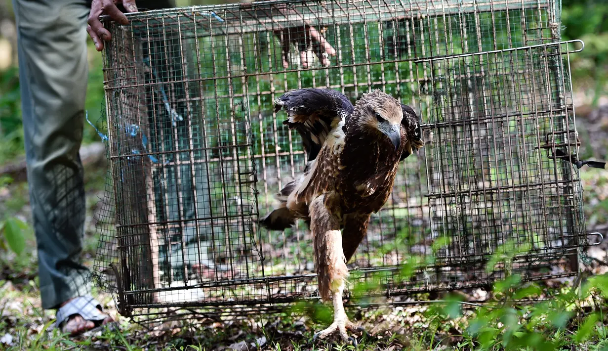 Petugas Badan Konservasi Alam Indonesia (BKSDA) melepaskan burung elang dada putih di kawasan hutan Aceh Besar, Aceh, Kamis (1/8/2019). BKSDA Aceh melepasliarkan dua ekor satwa langka dan lindungi yakni Kukang Sumatra dan elang laut dada putih ke habitatnya. (CHAIDEER MAHYUDDIN/AFP)