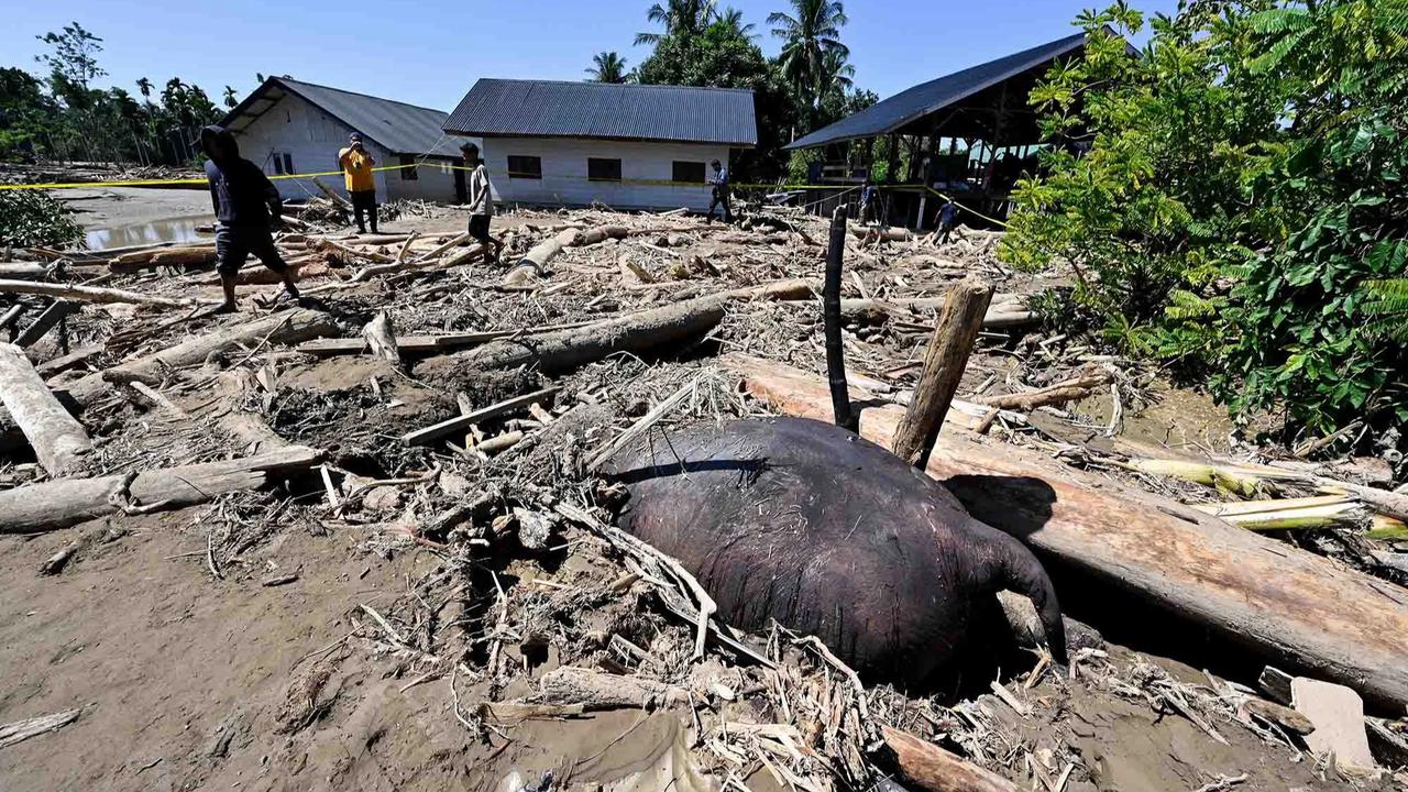 FOTO: Menyedihkan! Gajah Sumatera Ditemukan Tewas Terjebak Material Banjir Bandang di Pidie Jaya