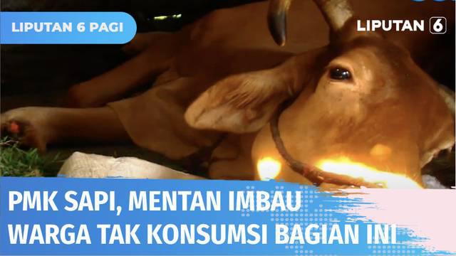 Berita PMK Pada Sapi Hari Ini - Kabar Terbaru Terkini | Liputan6.com