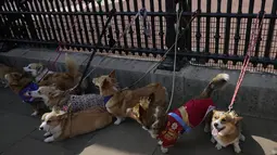 Para penggemar kerajaan dan anjing corgi peliharaan mereka berkumpul di luar Istana Buckingham untuk mengenang Ratu Elizabeth II, setahun setelah wafatnya sang ratu. (AP Photo/Alastair Grant)