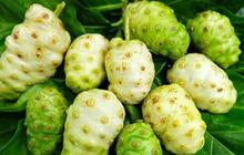 Manfaat Buah Mengkudu Untuk Kesehatan Pria yang Jarang Diketahui
