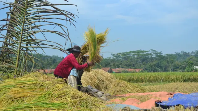 Petani di sejumlah wilayah Banyumas memasuki musim panen. (Foto: Liputan6.com/Muhamad Ridlo)