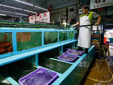 Seorang pekerja bekerja di pasar grosir yang biasa menjual makanan laut Jepang yang terkena dampak larangan impor makanan laut Jepang di Hong Kong, Kamis (24/8/2023). Pihak berwenang Hong Kong telah memberlakukan larangan impor makanan laut Jepang sebagai isyarat untuk menentang keputusan Jepang membuang air radioaktif yang telah diolah dari pembangkit listrik tenaga nuklir Fukushima yang hancur. (AP Photo/Daniel Ceng)