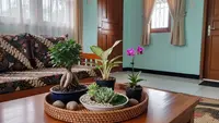 10 Pilihan Tanaman Hias untuk Meja Tamu: Percantik Ruangan dengan Sentuhan Alam