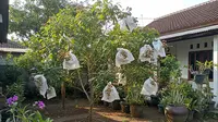 Bahan Berongsong Kelengkeng Paling Bagus Pakai Kertas Semen atau Plastik?