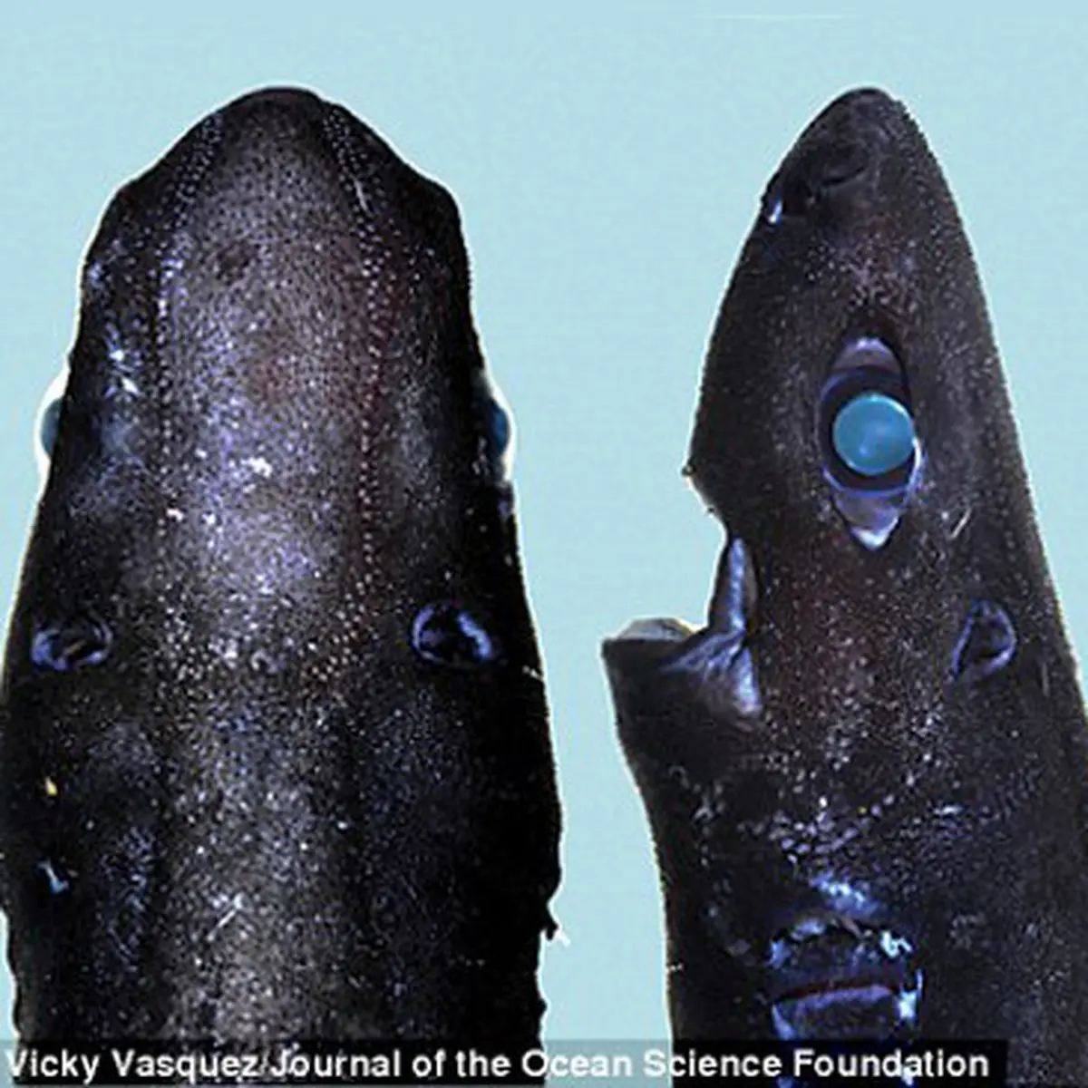 Etmopterus benchleyi - the Ninja Lanternshark 