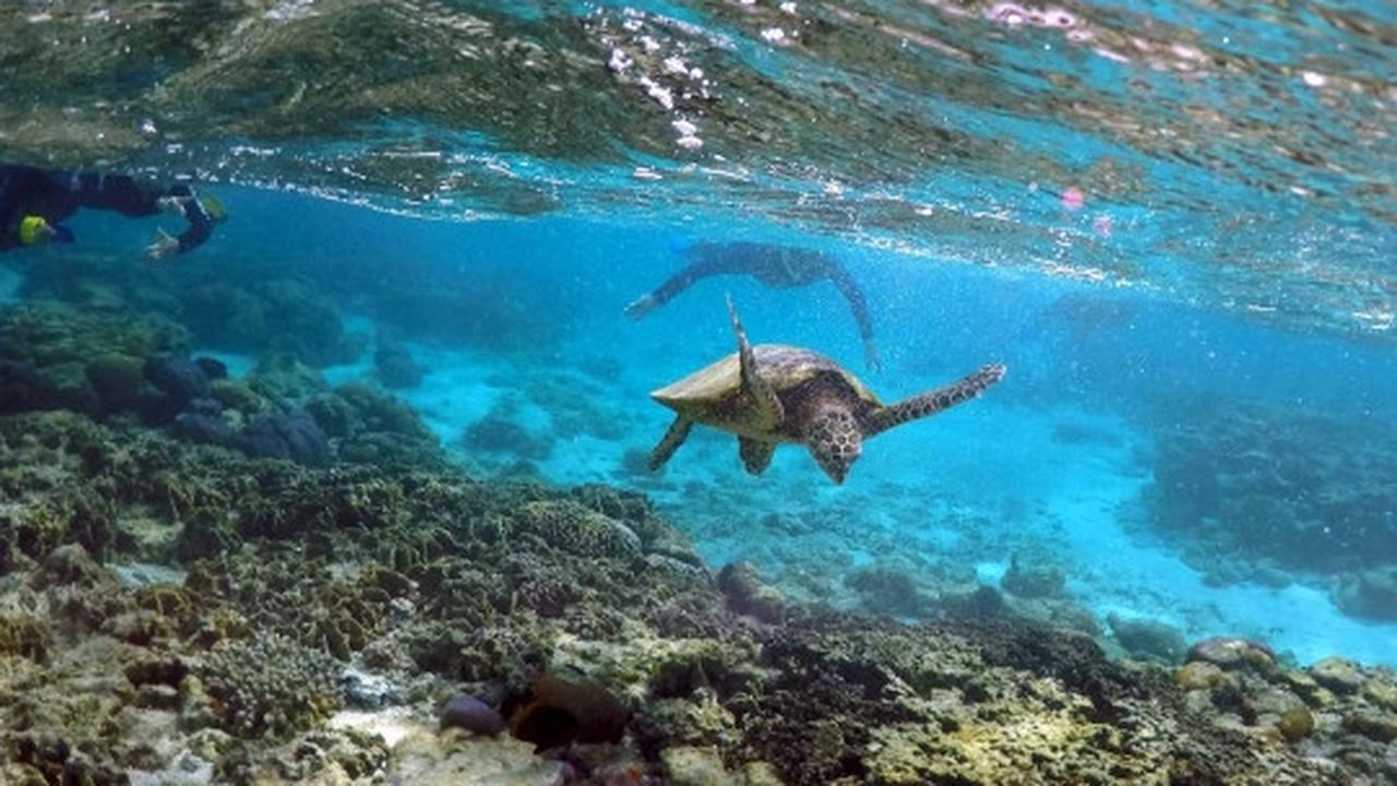 Melihat ribuan terumbu karang rusak parah di laut Queensland