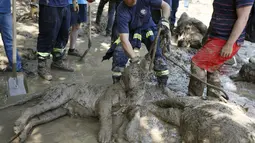 Petugas berusaha menarik harimau mati yang hanyut diterjang banjir di kebun binatang Tbilisi, Georgia, Amerika Serikat (AS), Senin (15/6/2015). (REUTERS/David Mdzinarishvili)