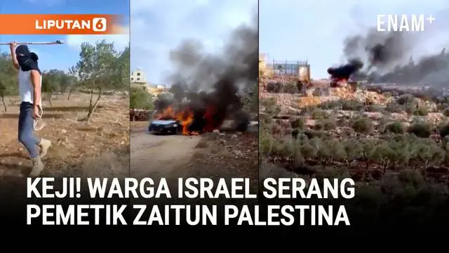 Pemukim Israel Serang Petani Zaitun Palestina, Pohon Dibakar dan Buah Dicuri