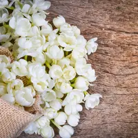 ilustarsi bunga melati/copyright Shutterstock