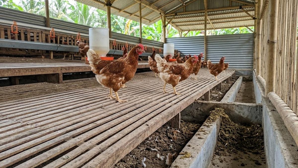 7 Panduan Ternak Ayam Kampung 50 Ekor untuk Pemula, Lebih Untung Umbaran atau Kandang?
