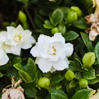 ilustrasi bunga/copyright Shutterstock