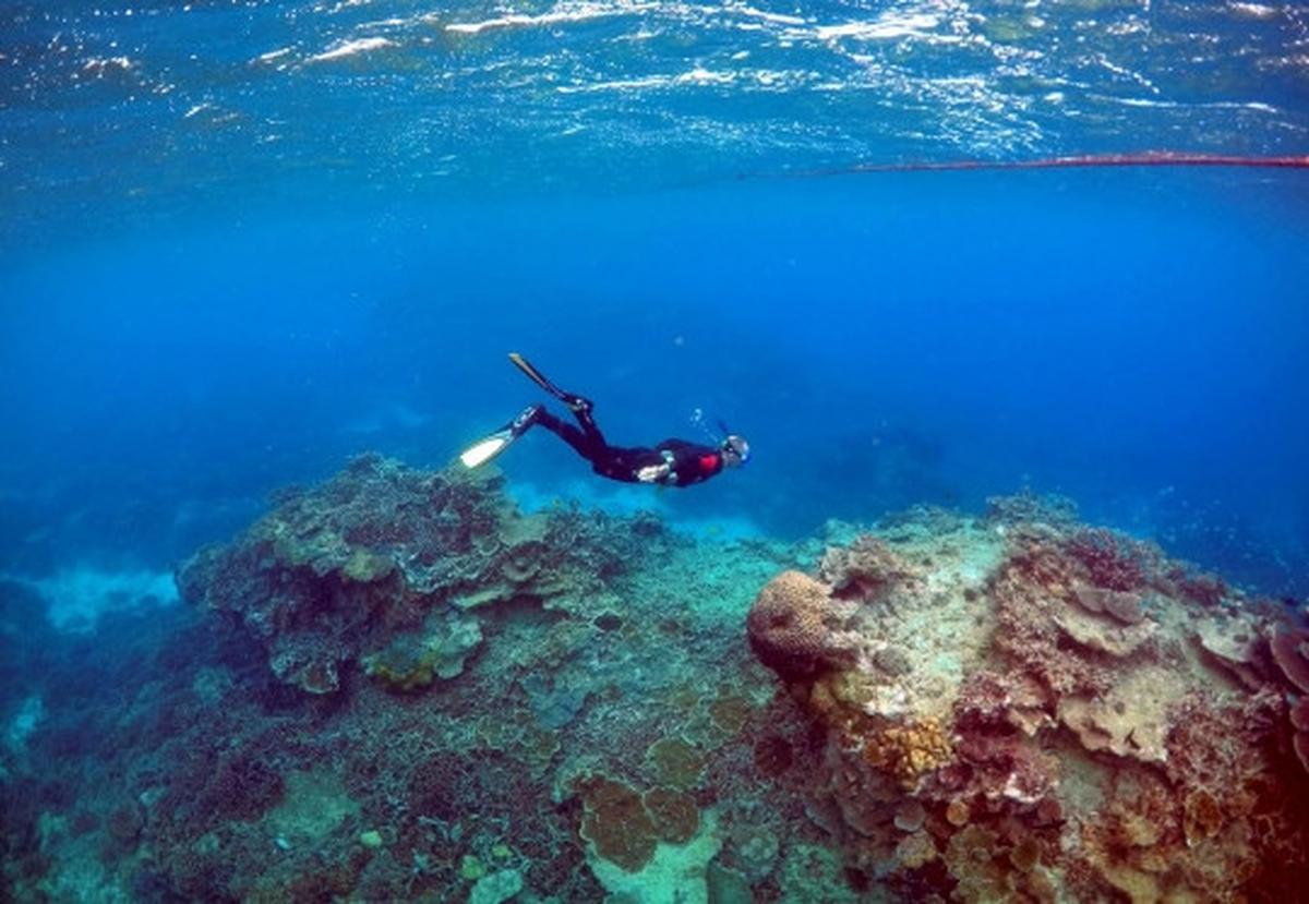Melihat ribuan terumbu karang rusak parah di laut Queensland