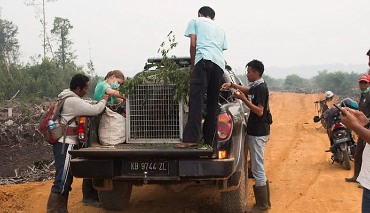 Tim dari International Animal Rescue membawa bayi orangutan dan ibunya untuk diselamatkan di desa Kuala Satong, Kalimantan Barat (10/11). Orangutan dan bayinya melarikan diri dari amukan api yang menghancurkan habitatnya. (AFP PHOTO/Dailymail)
