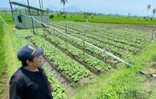 Strategi Pemerintah Strategi Jaga Produksi dan Swasembada Pangan Hadapi Kemarau