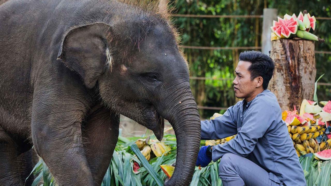 FOTO: Pesta Buah untuk Nurhayati dan Kama di Hari Gajah Sedunia