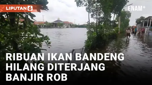 VIDEO: Banjir Rob Rendam Ratusan Hektar Tambak dan Rumah Penduduk