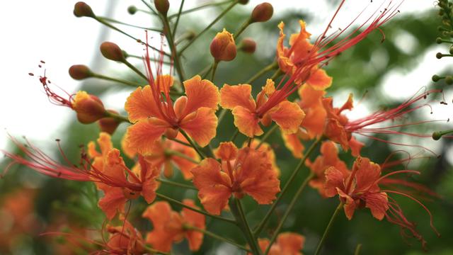 9 Tanaman yang Memiliki Bunga Abadi, Bahkan Tetap Mekar di Musim Panas!