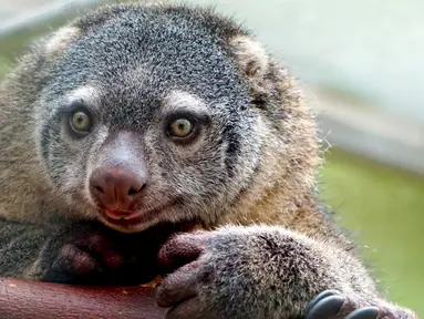Induk dari kuskus beruang Sulawesi yang lahir pertama kalinya di penangkaran kebun binatang Wroclaw di Polandia, Selasa (5/6). Para staf baru mengetahui marsupial kecil yang langka itu muncul ketika kantong induknya mulai bergerak. (AFP/Wroclow Zoo)