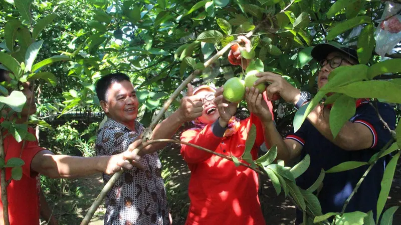 Wisatawan memetik buah di Botania Garden, Karangcengis, Bukateja, Purbalingga. (Foto: Liputan6.com/Dinkominfo PBG/Muhamad Ridlo)