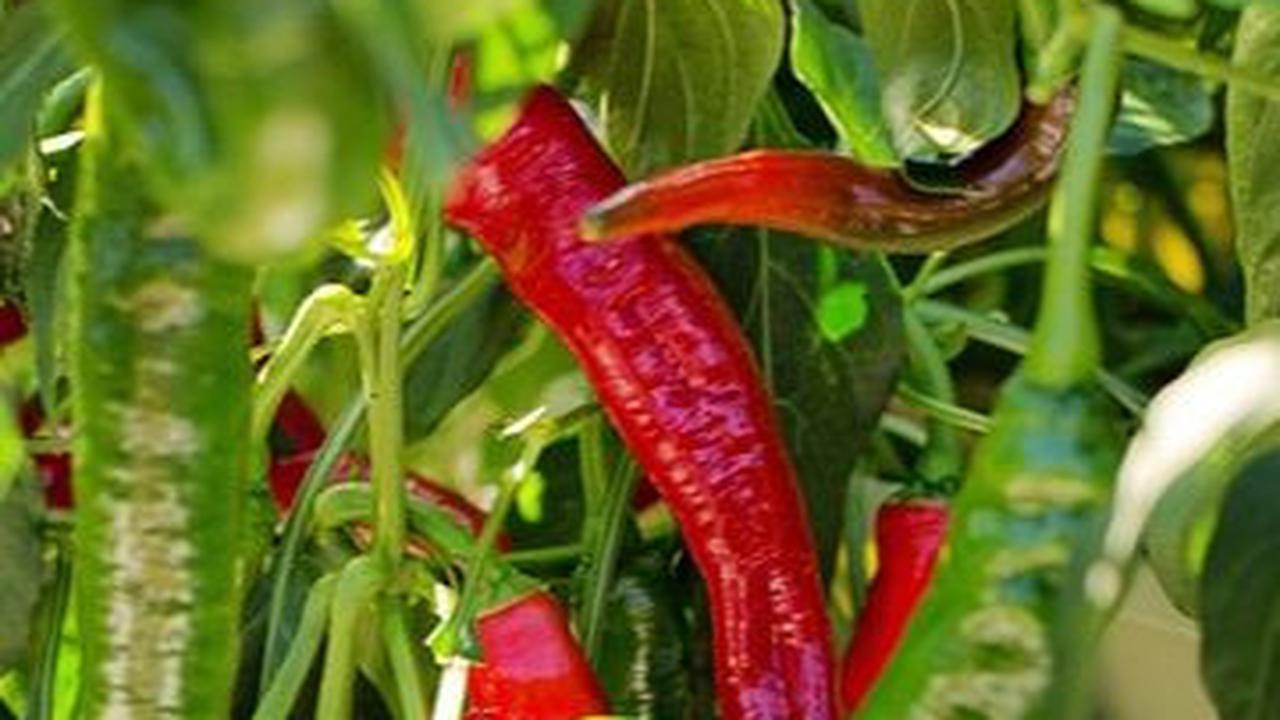 Manfaat Cayenne Pepper bagi Kesehatan, Kurangi Peradangan hingga Tingkatkan Stamina