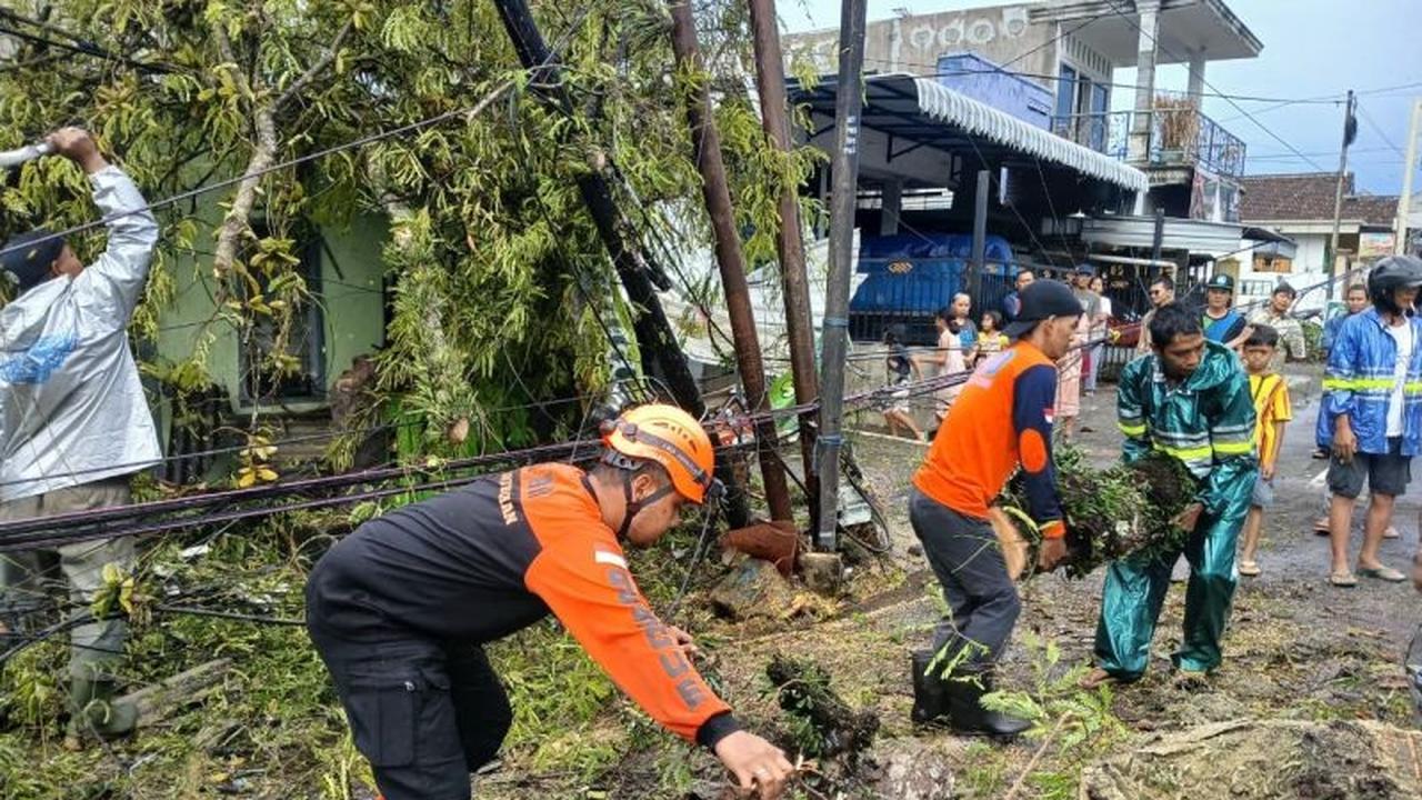 BPBD Ingatkan Warga Waspadai Potensi Pohon Tumbang Malang Akibat Cuaca Ekstrem