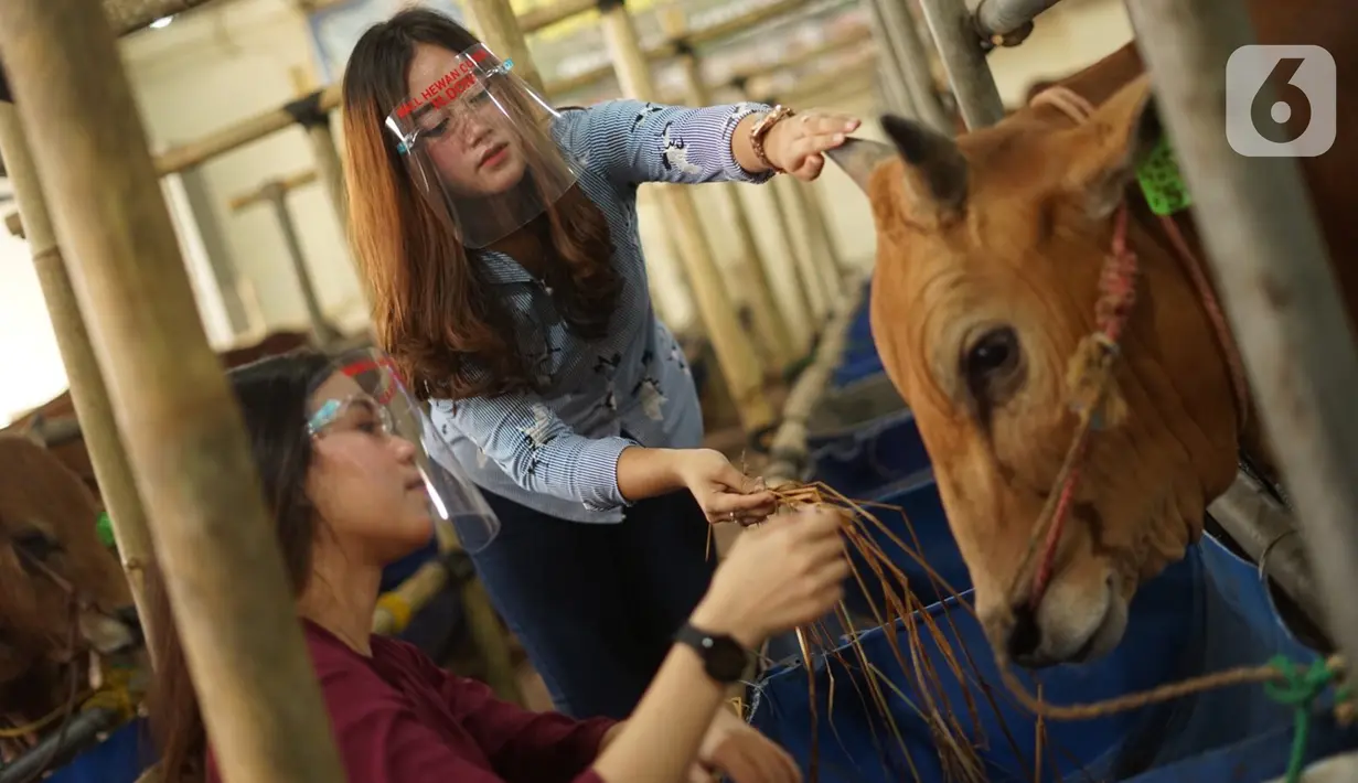 Sales Promotion Girl (SPG) memberi makan hewan kurban di Mal Hewan Qurban H. Doni di Depok, Jawa Barat, Kamis (16/7/2020). Di masa pandemi, mal hewan kurban kembali menggunakan jasa SPG untuk menawarkan sapi dan kambing dengan tetap menerapkan protokol kesehatan. (Liputan6.com/Immanuel Antonius)
