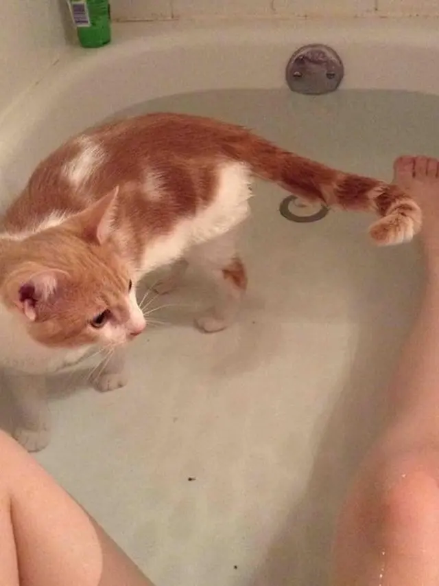8 Potret Kucing Usil yang Tak Berhenti Ganggu Pemiliknya